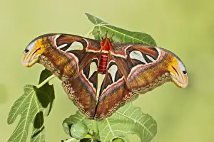 Large Prints: Giant Atlas Moth - on leaf - South East Asia - controlled conditions 14653