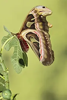 Rest Prints: Giant Atlas Moth - wings closed on leaf - South East Asia - controlled conditions 14654