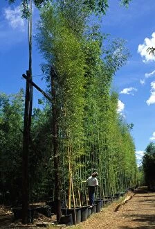 Bamboo Gallery: Giant Bamboos - in containers