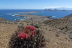 Baja California Gallery: Giant Barrel Cactus  with coastline in the background