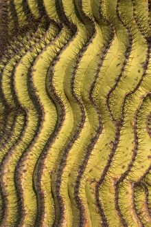Patterns Collection: Giant Barrel Cactus - Isla Santa Catalina, Baja California, Mexico