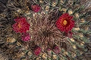 Giant Barrel Cactus red flowers