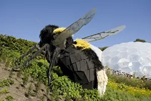 Model Prints: Giant bee model - Eden Project Bodelva St Austell Cornwall UK