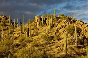 Images Dated 18th December 2008: Giant Cactus or Saguaro