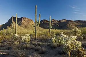 Cacti Prints: Giant Cactus or Saguaro Carnegiea gigantea with chollas in the Saguaro National Park (west)