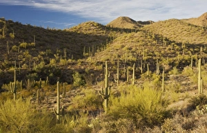 Images Dated 17th December 2008: Giant Cactus or Saguaro Carnegiea gigantea in the Saguaro National Park (west), Sonoran Desert
