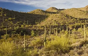 Succulent Prints: Giant Cactus or Saguaro Carnegiea gigantea in the Saguaro National Park (west)