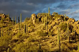 Giant Cactus or Saguaro Carnegiea gigantea in the Saguaro National Park (west), Sonoran Desert, Arizona. USA