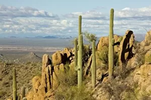 Images Dated 18th December 2008: Giant Cactus / Saguaro - Saguaro National Park (west)