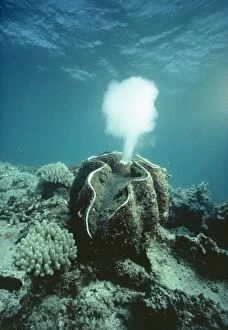 Giant Clam - spawning