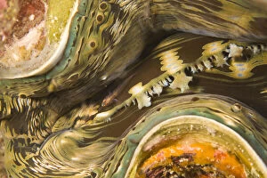 Algae Gallery: Giant clam (Tridacna squamosa), scuba diving