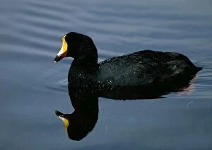 Images Dated 8th June 2006: Giant Coot - Swimming on water. Altiplano lakes, SW Bolivia, North Chile, South Peru