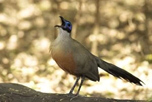 Giant Coua - endemic. Calling from log on ground