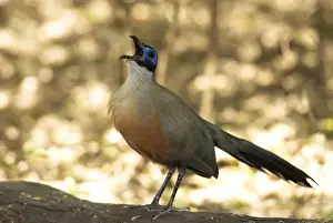 Giant Coua - endemic. Calling from log on ground. Berenty, Madagascar