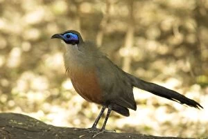 Giant Coua - endemic. Standing on log