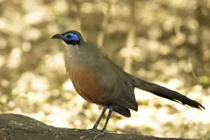 Giant Coua - endemic. Standing on log Berenty, Madagascar