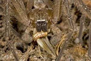 Giant Crab Spider - eating grasshopper