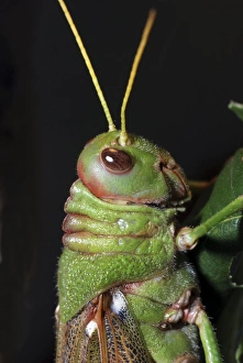 Images Dated 22nd April 2007: Giant Cricket/ Locust- from Central America