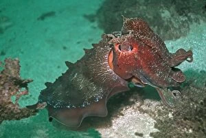 Images Dated 9th December 2004: Giant Cuttlefish - Endemic to southern and eastern Australia this is largest of all cuttlefish