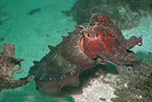 Images Dated 9th December 2004: Giant Cuttlefish - Endemic to southern and eastern Australia this is largest of all cuttlefish