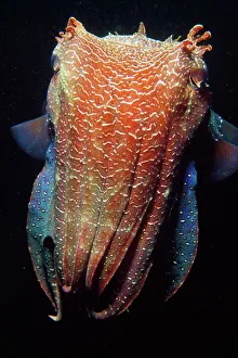 Images Dated 22nd May 2008: Giant Cuttlefish - largest cuttlefish in the world. South Australia