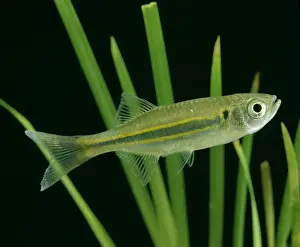 Giant Danio Fish