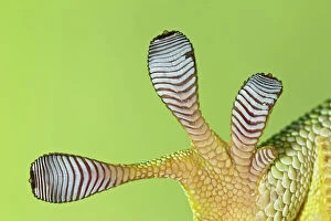 Lizards Collection: Giant Day Gecko - foot magnified to show suction pads - controlled conditions 12966