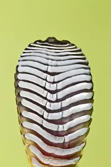 Texture Prints: Giant Day Gecko - foot magnified to show suction pads - controlled conditions 12963