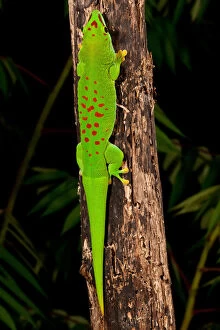 Giant Gallery: Giant Day Gecko, Phelsuma madagascariensis