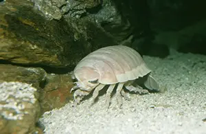 Seabed Prints: Giant deep sea Isopod - Indian Ocean
