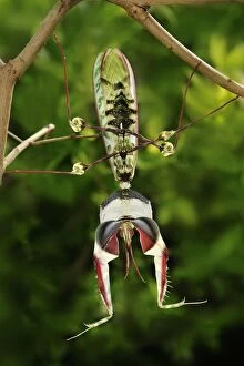 Images Dated 28th April 2008: Giant Devil's Flower Mantis