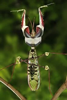 Giant devils flower mantis