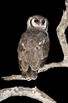Images Dated 5th March 2008: Giant Eagle Owl - Back view sitting on branch looking over shoulder - Okavango Delta - Botswana