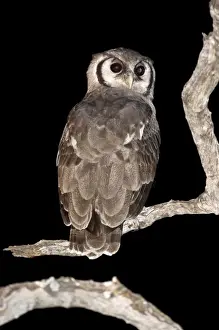 Giant Eagle Owl - Back view sitting on branch looking over shoulder - Okavango Delta - Botswana