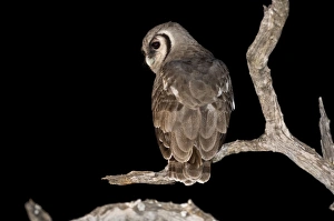 Images Dated 5th March 2008: Giant Eagle Owl - Back view sitting on branch - Okavango Delta - Botswana