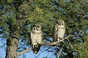 Giant Eagle OWL - x2 perched on branch, in tree