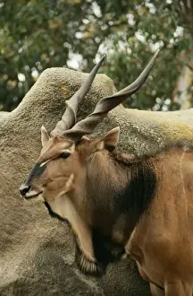 Antelopes Prints: Giant Eland KFO 1161 Sudan, Central Africa