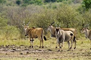 Images Dated 14th August 2011: Giant Elands