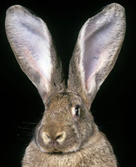 Anatomy Collection: Giant Flemmish Rabbit - close-up of head & ears