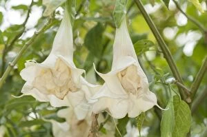 Blooms Gallery: Two giant flowers of Angel's trumpet (Brugmansia candid)