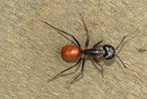 Images Dated 19th November 2007: Giant Forest Ant