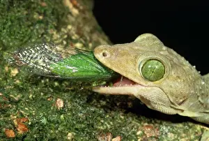 Swallowing Prints: Giant Forest Gecko - eating Green Cicada - Rainforest - Dabah - Borneo