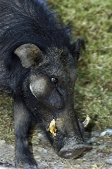 Giant Forest Hog Giant Forest Hog