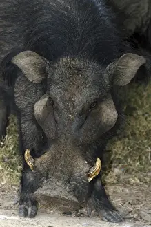 Tusks Prints: Giant Forest Hog - W & C Africa