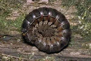 Curled Up Prints: Giant Forest Millipede - Ecuador