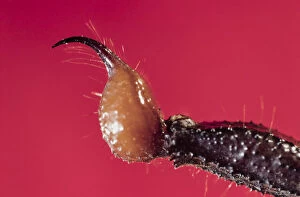 Arachnids Gallery: Giant forest scorpion, Heterometrus swammerdami