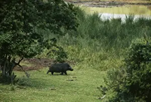 Giant Forset Hog RB 121 Kenya, Africa. Hylochoerus meinertzhageni &copy; Roberto Bunge / ARDEA LONDON