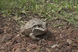 Giant Frog - Nocturnal, A burrowing frog usually seen above ground only after rain. At Lajamanu on the northern edge of the Tanami Desert. Northern Territory, Australia