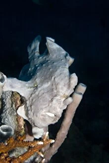 Images Dated 19th June 2007: Giant Frogfish - Malaysia