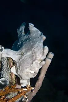 Frog Fishes Prints: Giant Frogfish - Malaysia